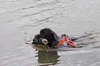 swimming rescue dog