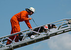 rescue dog on fireladder