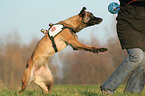 rescue dog training