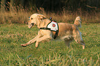 rescue dog training