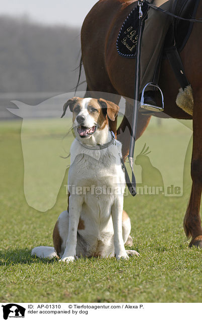 Reitbegleithund / rider accompanied by dog / AP-01310