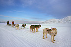 sled dogs