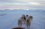 sled dogs