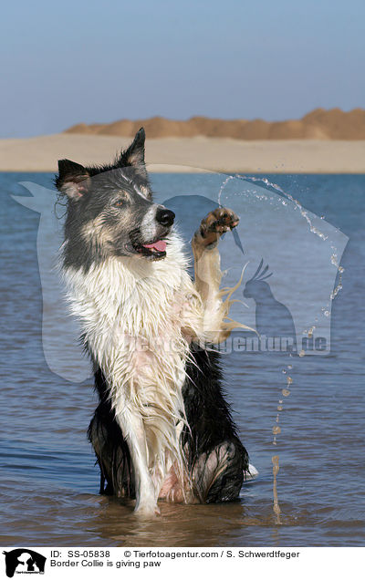 Border Colli beim Pftchen geben / Border Collie is giving paw / SS-05838