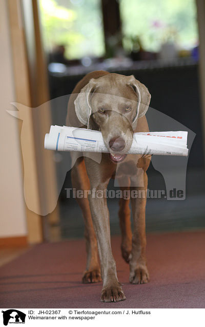 Weimaraner bringt Zeitung / Weimaraner with newspaper / JH-02367