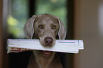 Weimaraner with newspaper