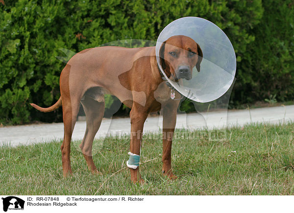 Tte zum Schutz des leckens von Wunden / Rhodesian Ridgeback / RR-07848
