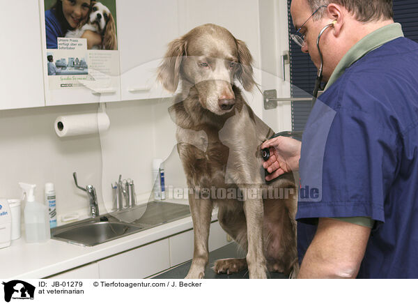 at veterinarian / JB-01279