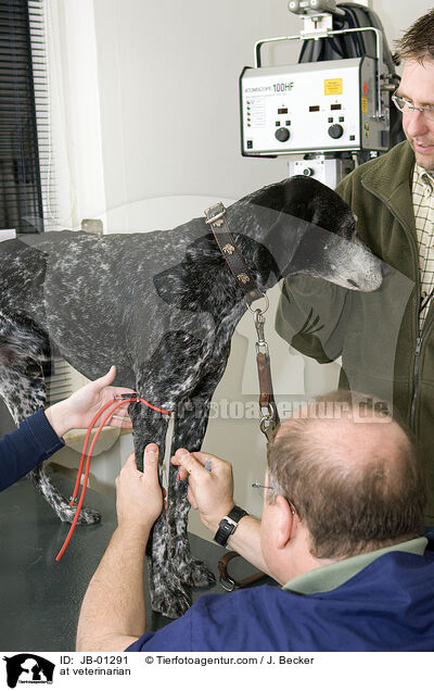 at veterinarian / JB-01291
