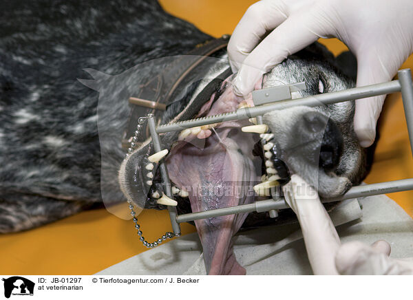 beim Tierarzt / at veterinarian / JB-01297