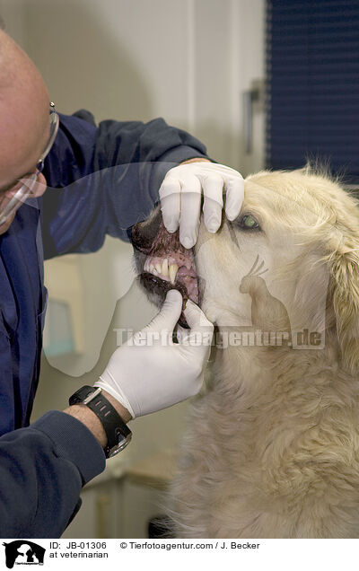 beim Tierarzt / at veterinarian / JB-01306