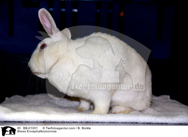 Krankheit Encephalitozoonose / illness Encephalitozoonose / BB-01001