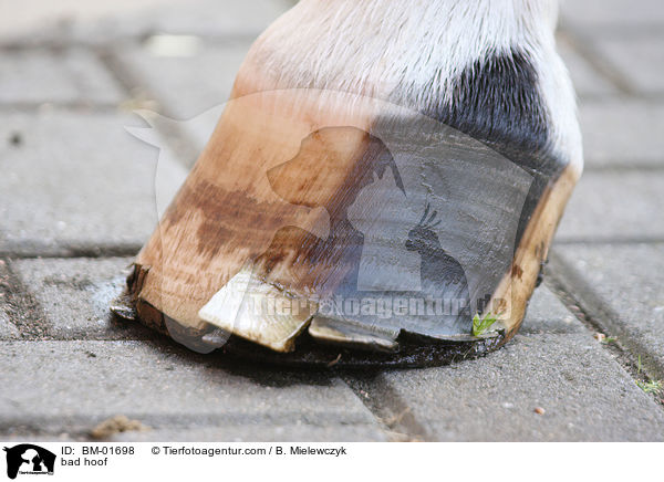 Spalthuf / bad hoof / BM-01698