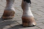 bad hoofs