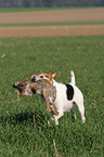 Parson Russell Terrier retrieves rabbit