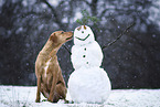 winter dogs II