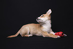 Chihuahua-Mongrel Puppy