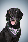 Labrador-Retriever-Mongel Portrait