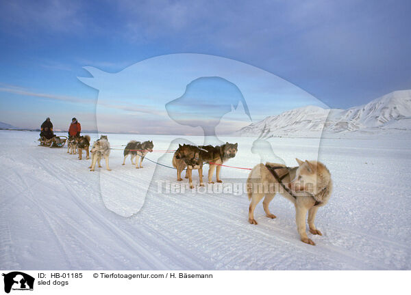 sled dogs / HB-01185