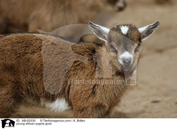 young african pygmy goat / AB-02030