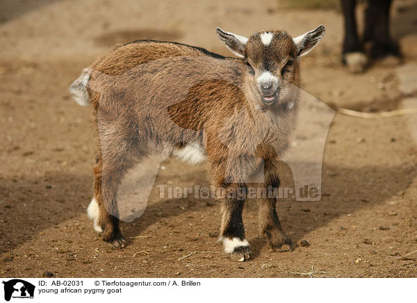 junge Afrikanische Zwergziege / young african pygmy goat / AB-02031