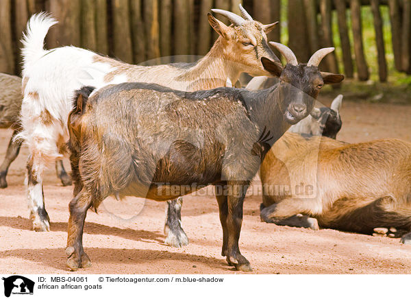 Afrikanische Zwergziegen / african african goats / MBS-04061