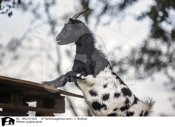 Afrikanische Zwergziege / African pygmy goat / JRO-01220