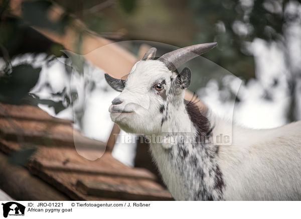 African pygmy goat / JRO-01221