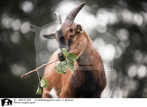 African pygmy goat / JRO-01225