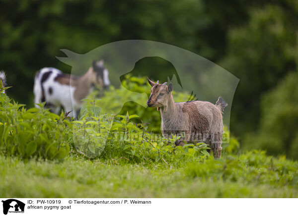 african pygmy goat / PW-10919