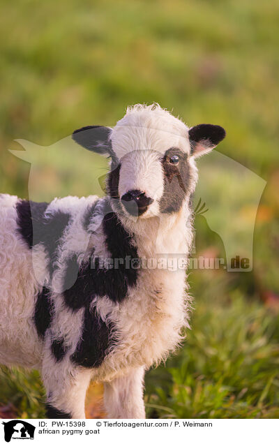african pygmy goat / PW-15398