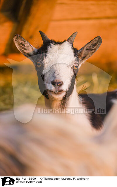 Afrikanische Zwergziege / african pygmy goat / PW-15399