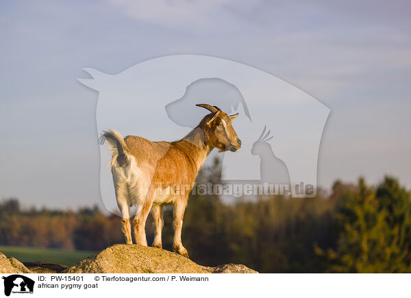 Afrikanische Zwergziege / african pygmy goat / PW-15401