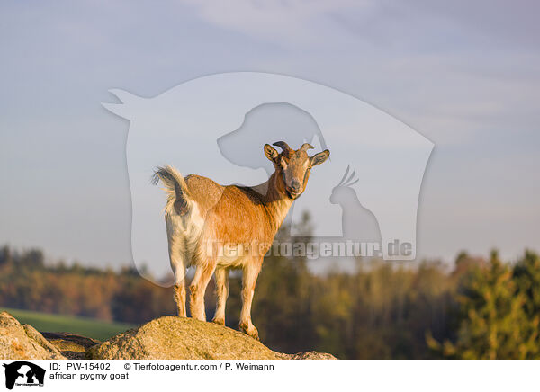 african pygmy goat / PW-15402
