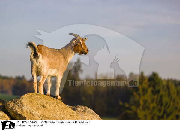 african pygmy goat / PW-15403
