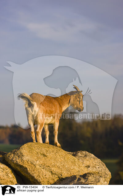 Afrikanische Zwergziege / african pygmy goat / PW-15404