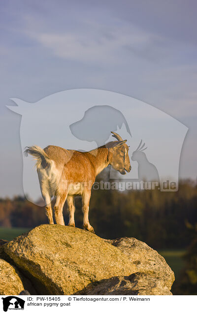 african pygmy goat / PW-15405