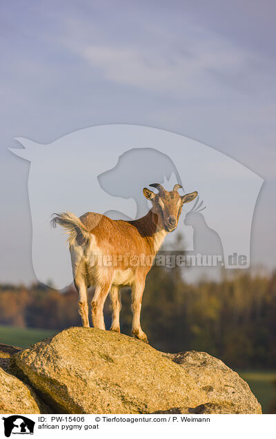 Afrikanische Zwergziege / african pygmy goat / PW-15406