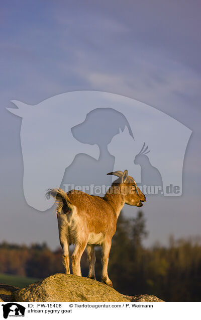 Afrikanische Zwergziege / african pygmy goat / PW-15408