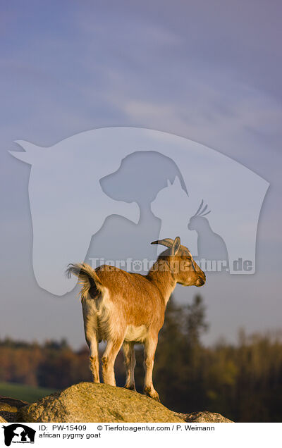 Afrikanische Zwergziege / african pygmy goat / PW-15409