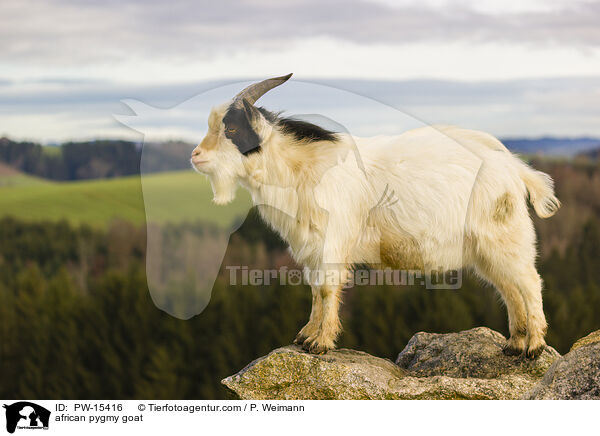 african pygmy goat / PW-15416