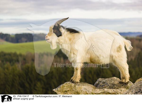 african pygmy goat / PW-15417