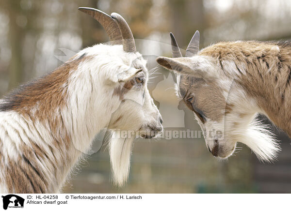 Afrikanische Zwergziege / African dwarf goat / HL-04258