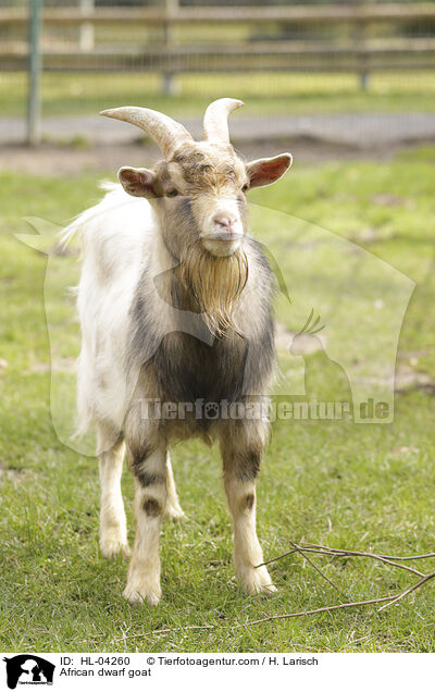 Afrikanische Zwergziege / African dwarf goat / HL-04260