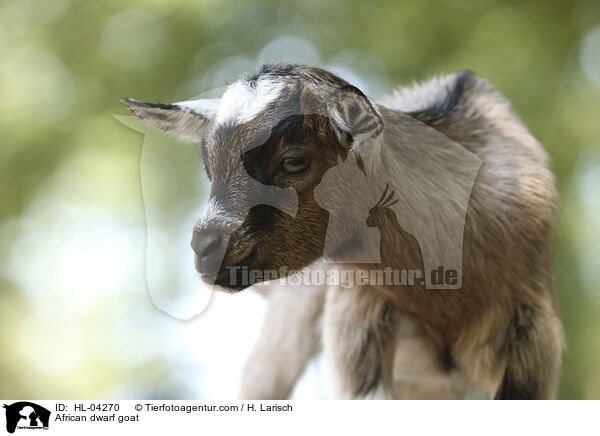 Afrikanische Zwergziege / African dwarf goat / HL-04270