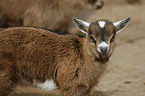 young african pygmy goat