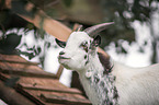 African pygmy goat