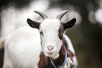 African pygmy goat