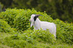 african pygmy goat