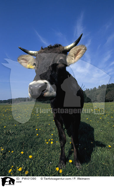 cow / PW-01390